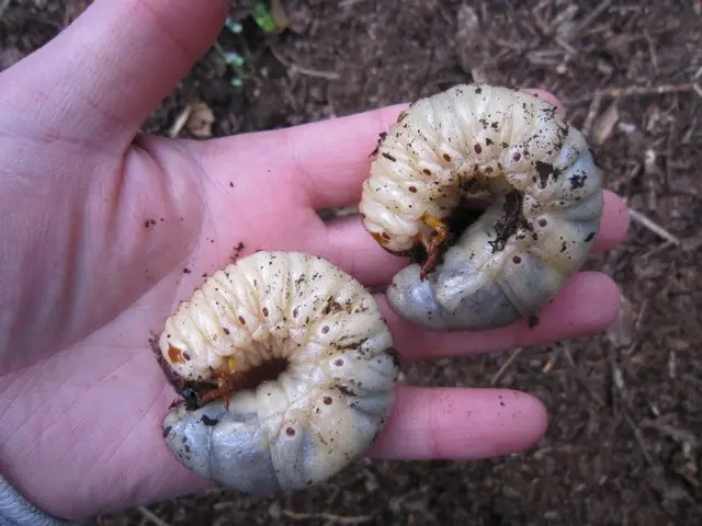 国産カブトムシ幼虫