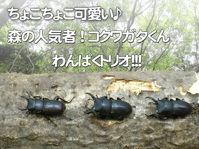 天然コクワガタオスのみ3匹セット