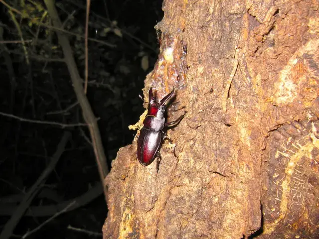 小型のノコギリクワガタのオスの画像