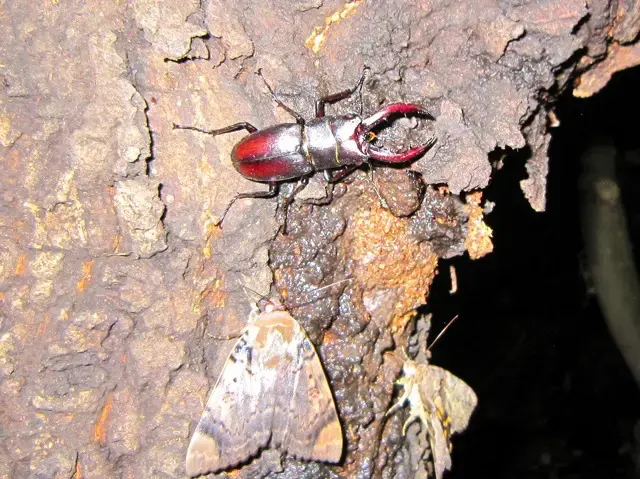 中型のノコギリクワガタの中型オスの画像