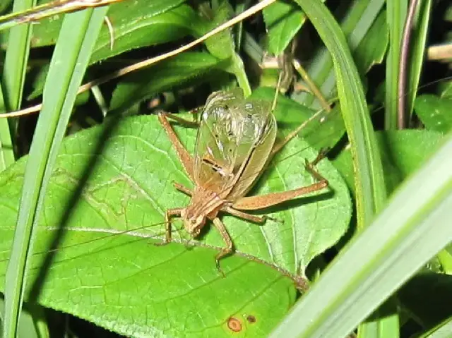 マツムシのオス