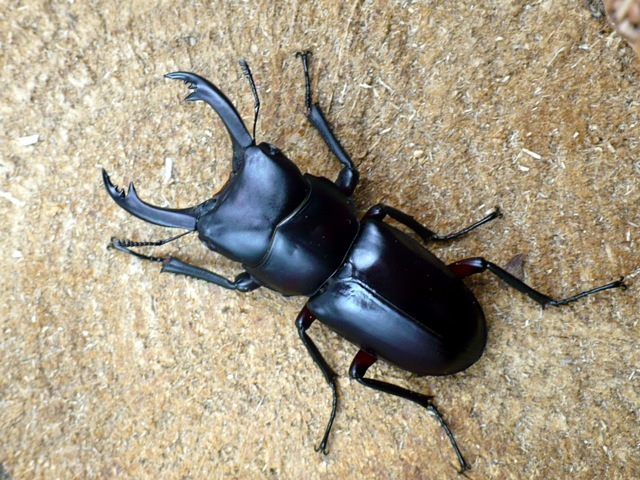アカアシクワガタ43ミリペア
