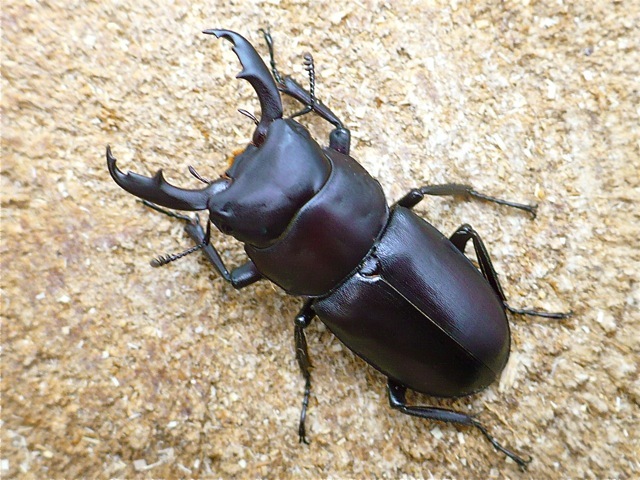 ヤクシマオニクワガタ標本 ヤクシマオニクワガタ標本