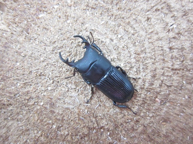 天然ネブトクワガタ25mm