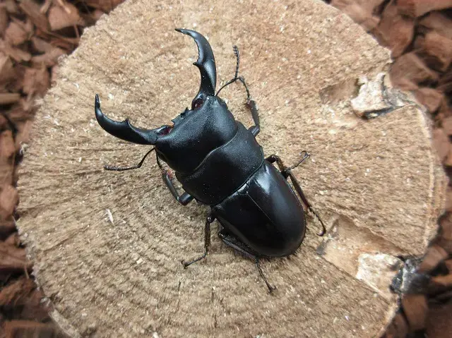 天然トクノシマヒラタクワガタ55ミリ