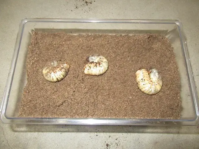 カブトムシの幼虫飼育例