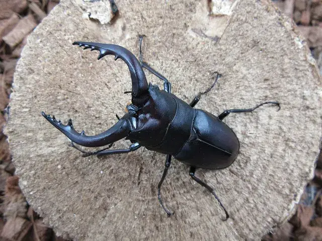 対馬産ノコギリクワガタ64ミリ