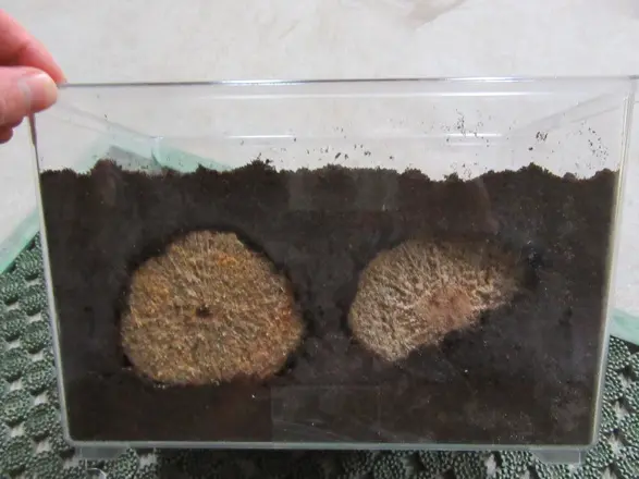 産卵セットの横からの画像