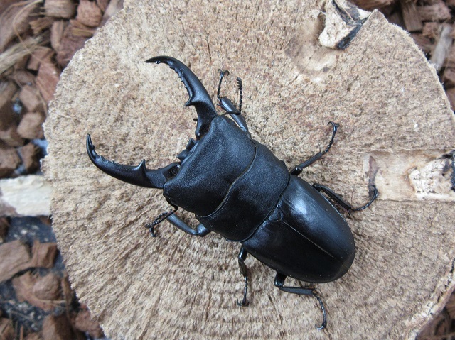 屋久島産ヒラタクワガタ63ミリペア