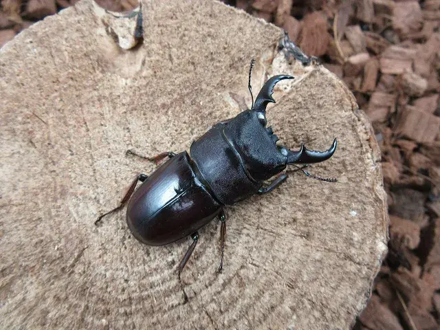 ダイトウヒラタクワガタ（北大東島産）47ミリペア販売/クワガタ工房 虫吉