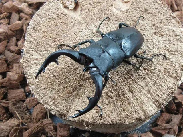 アマミノコギリクワガタ71ミリ