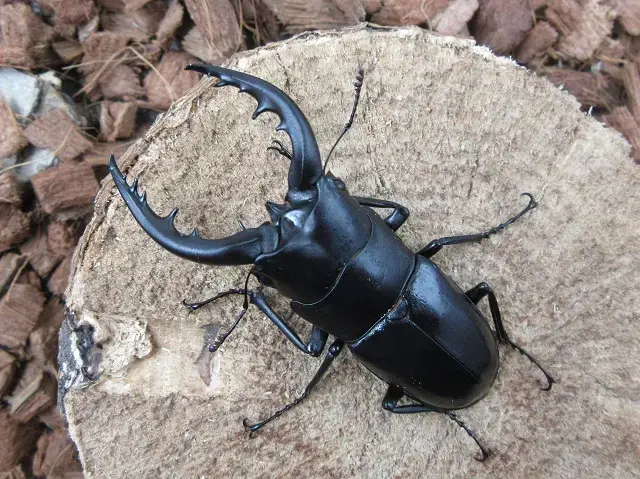 天然トクノシマノコギリクワガタ68ミリ（黒タイプ）