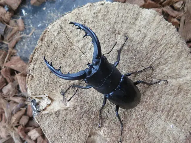 天然トクノシマノコギリクワガタ60ミリ（黒タイプ）