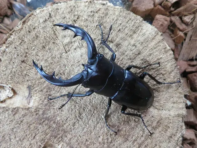 天然トクノシマノコギリクワガタ63ミリ（黒タイプ）