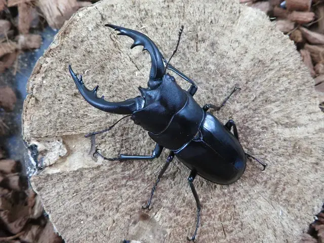 天然トクノシマノコギリクワガタ65ミリ（黒タイプ）