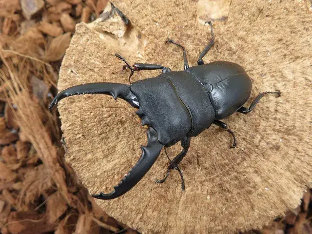 ゴトウヒラタクワガタ（小値賀島）65ミリ