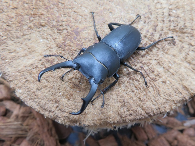 天然コクワガタ 熊本県産 45ミリペア販売 クワガタ工房 虫吉