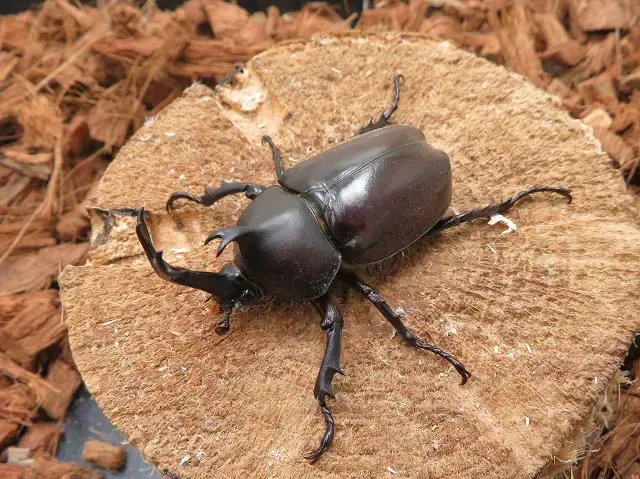 天然カブトムシ60ミリペア