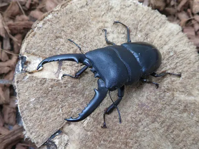 ゴトウヒラタクワガタ小値賀島産67ミリ