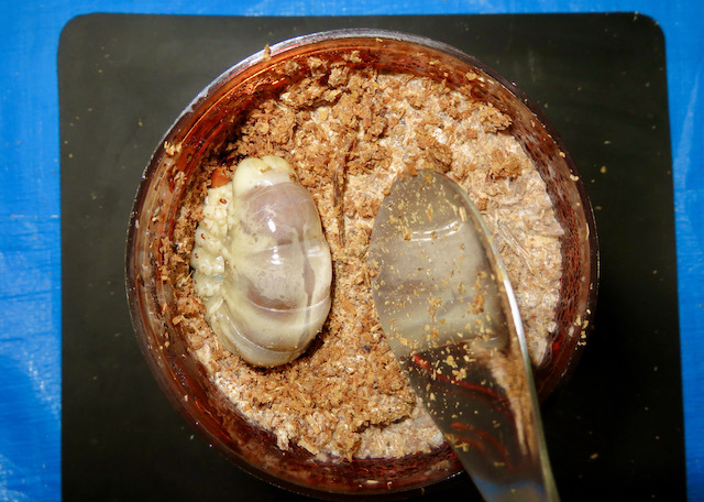 クヌギ遮光菌糸ビン800ccに幼虫を入れる様子