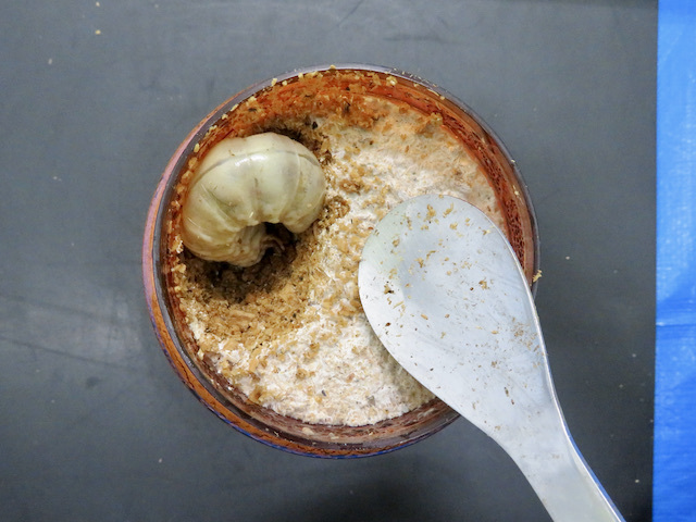ブナ菌糸ビンに幼虫を入れる様子