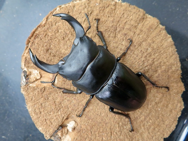 オオクワガタ福岡県城島産74ミリペア販売 クワガタ工房 虫吉 オオクワガタ福岡県城島産74ミリペア販売 クワガタ工房 虫吉