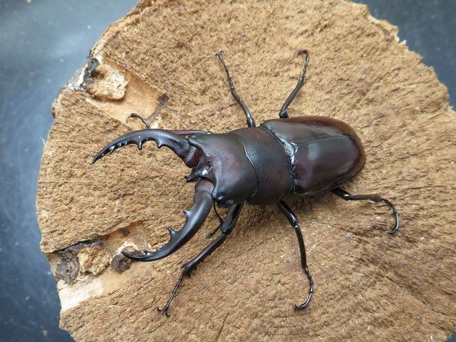 クメジマノコギリクワガタの販売/クワガタ工房 虫吉