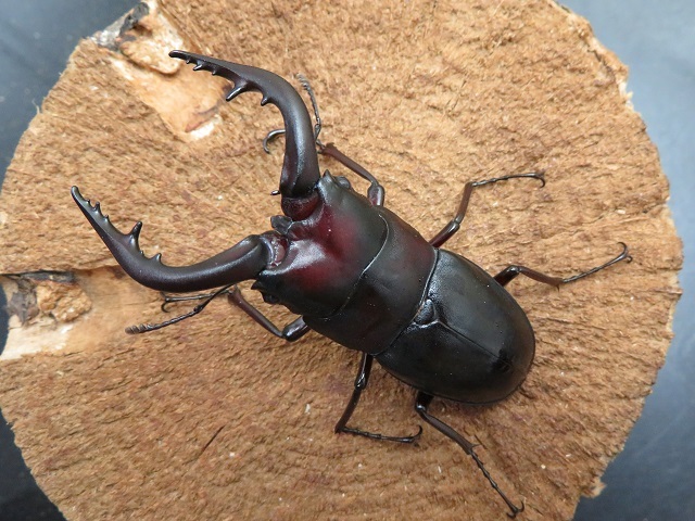 神秘的なクワガタ 人気ショップが最安値挑戦