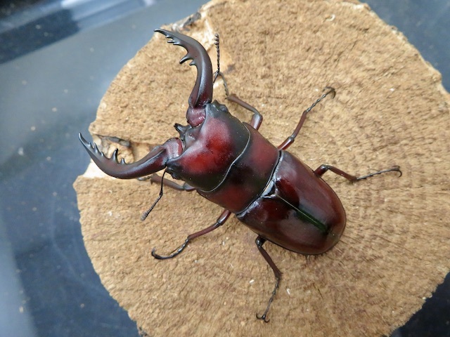 トクノシマノコギリ♂標本セット トクノシマノコギリ♂標本セット トクノシマコクワガタ・徳之島 昆虫標本