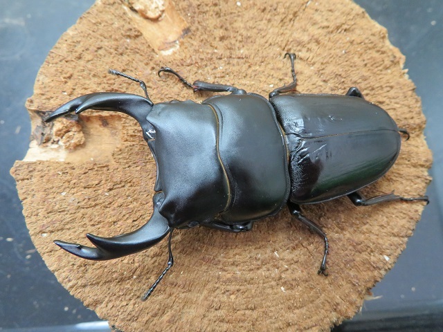 訳あり特価品 オオクワガタ 福岡県大木町産 79ミリペア販売 クワガタ工房 虫吉 訳あり特価品 オオクワガタ 福岡県大木町産 79ミリペア販売 クワガタ工房 虫吉