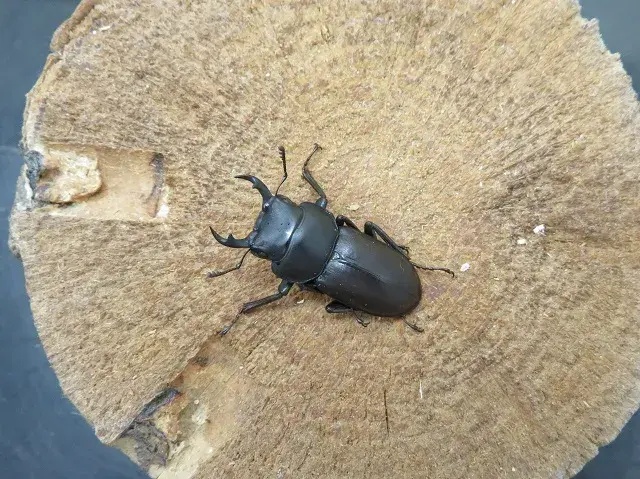アマミコクワガタ32ミリ