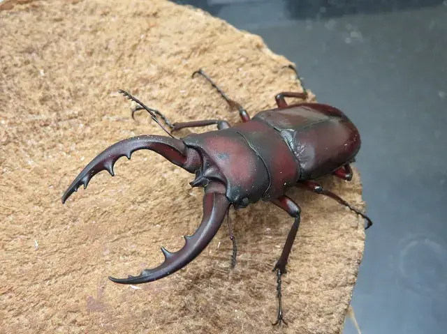 トクノシマノコギリクワガタ63ミリ（赤タイプ）