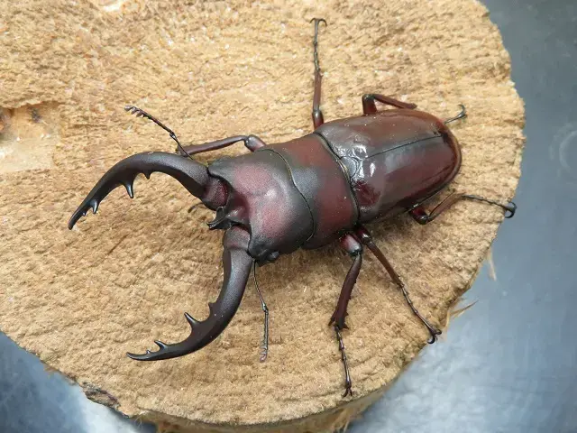 天然トクノシマノコギリクワガタ65ミリ（赤タイプ）
