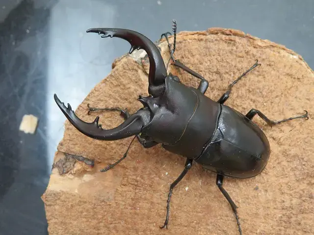 天然アマミノコギリクワガタ72ミリ