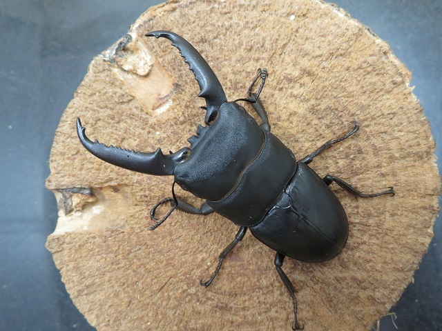 イキヒラタクワガタ 壱岐産 68ミリペア販売 クワガタ工房 虫吉