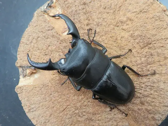 オキナワヒラタクワガタ（沖縄本島）64ミリ