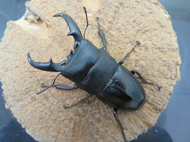 タカラヒラタクワガタ65ミリ