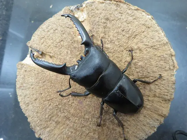 ツシマヒラタクワガタ71ミリ