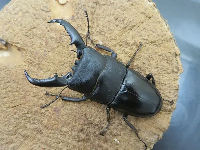 タカラヒラタクワガタ63ミリ