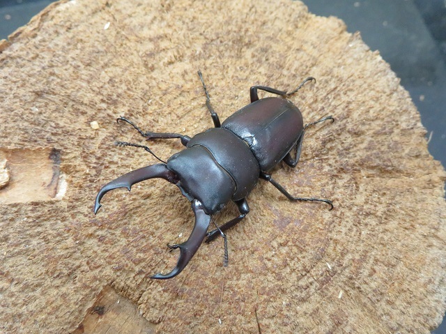 ヤクシマコクワガタ47ミリ