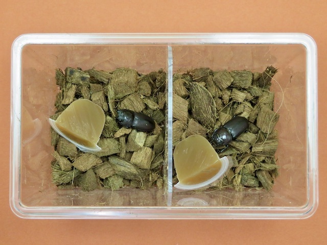 仕切り板を使ったコクワガタのメス2匹の飼育例