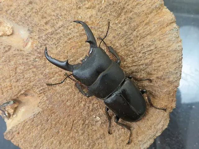 天然ヒラタクワガタ福津市産53ミリ