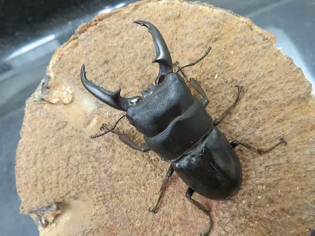 天然ヒラタクワガタ福岡県福津市産58ミリ