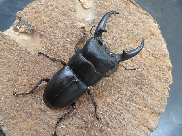 ☆ 自己採取個体 福島県産 オオクワガタ(オオ クワガタ)WDペア