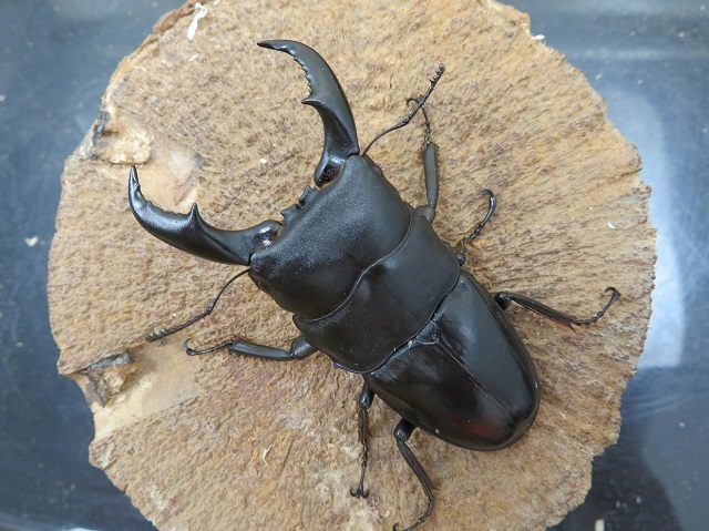 ☆外国産クワガタ カブトムシ販売☆(国産も有り)