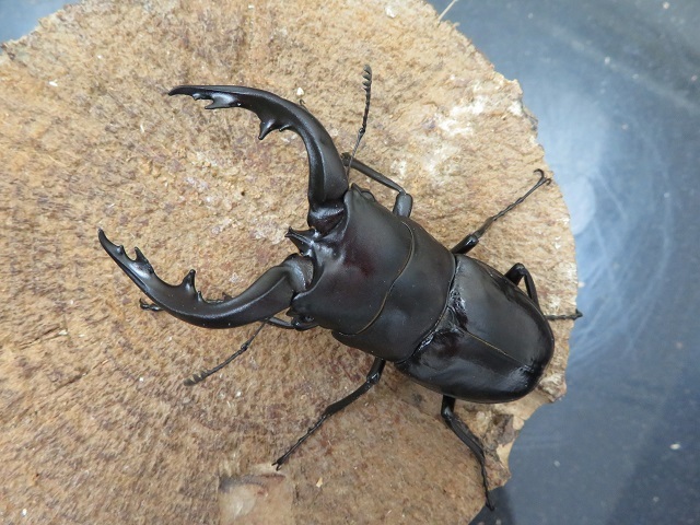 クチノエラブノコギリクワガタ 大型♂62.5mm 口永良部島