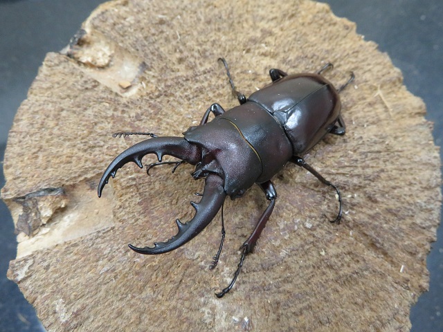 クメジマノコギリクワガタ62ミリ