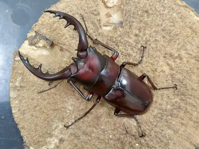 天然トクノシマノコギリクワガタ68ミリ（赤タイプ）