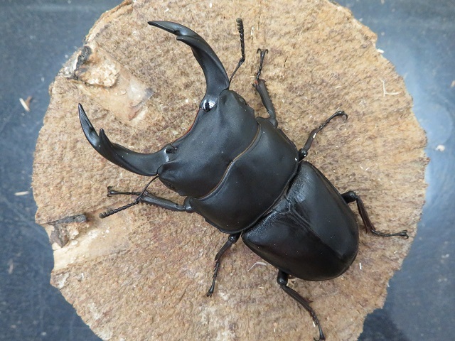 外国産クワガタ ペア 福袋 1点限り