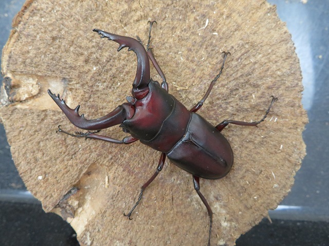 種子島産ノコギリクワガタ63ミリ